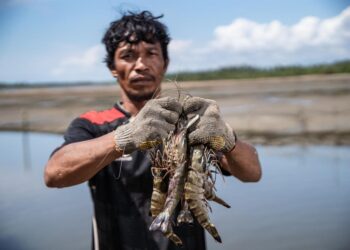 Investasi Perdana Biru Fund Perkuat Akses Benih Berkualitas